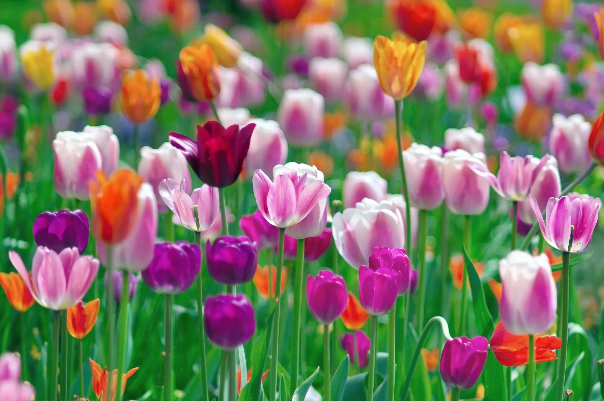 Цветной весенний. Цветы тюльпаны. Тюльпаны разноцветные. Яркие весенние цветы. Весенние цветы тюльпаны.