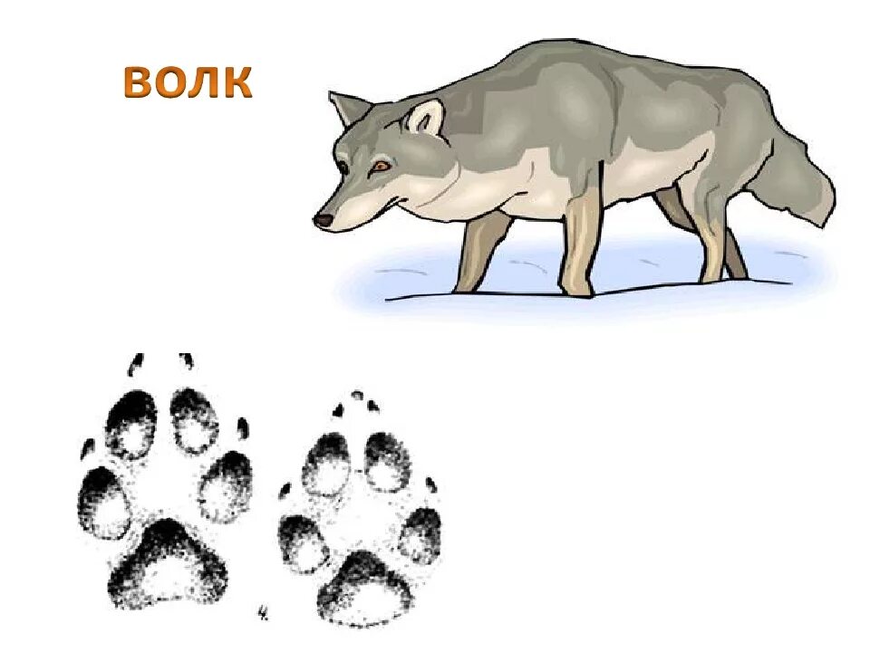 Следы животных для детей. Следы волка на снегу. Следы волка для детей. След волка.