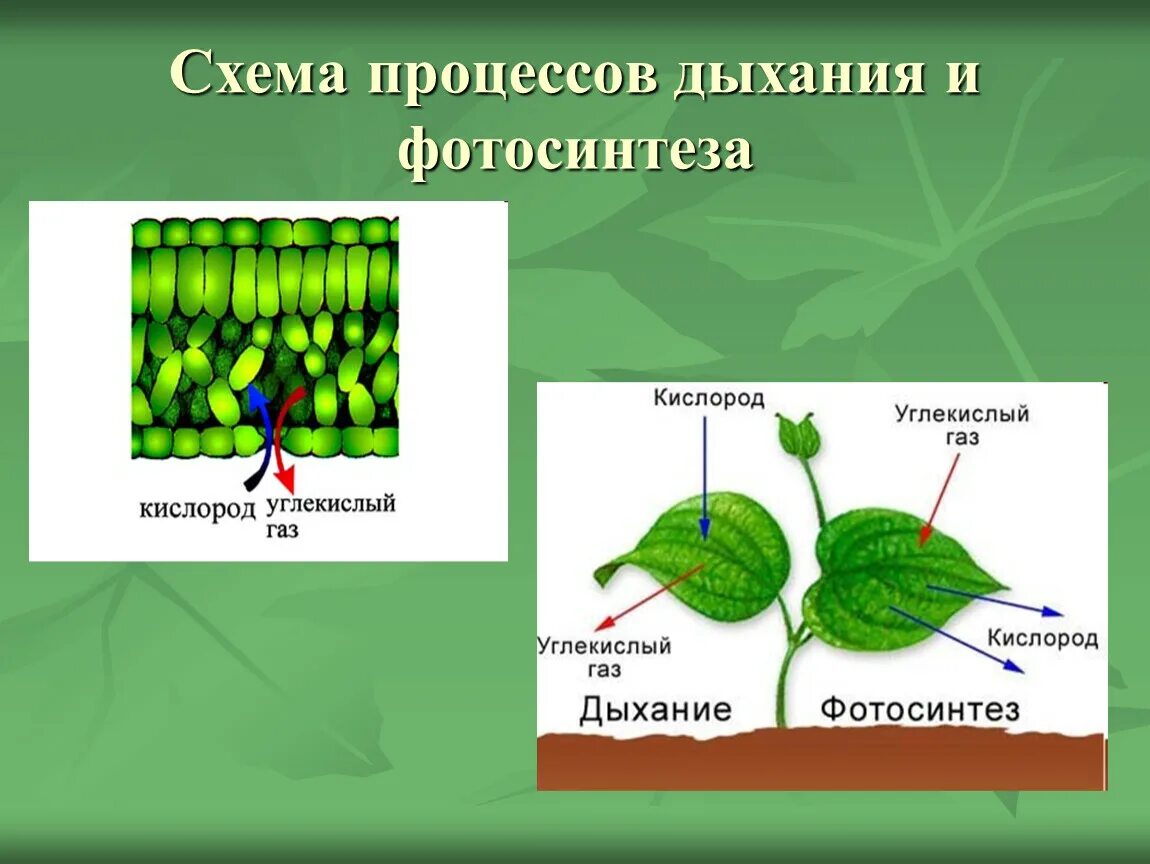 Схема как происходит дыхание растений. Фотосинтез и дыхание растений 6 класс. Процесс дыхания растений. Схема процесса дыхания растения. Схема фотосинтеза у растений.