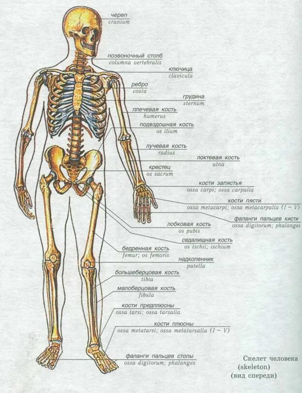 Скелет человека. Бедр на скелетео человека. Бедренная кость человека строение на скелете человека. Скелет человека бедро