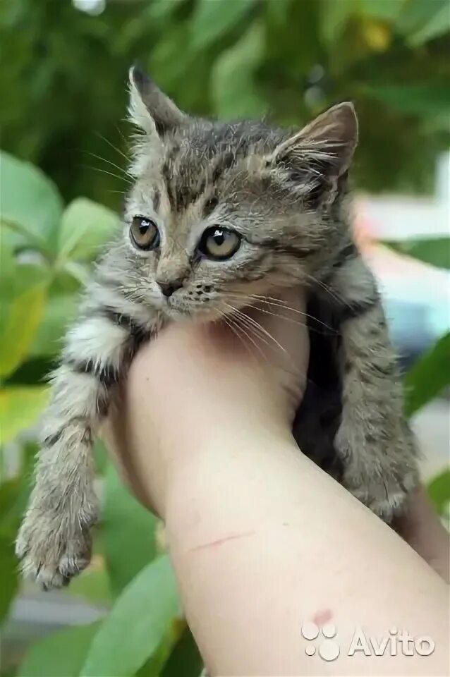 Как реанимировать котенка. Как реанимировать котенка