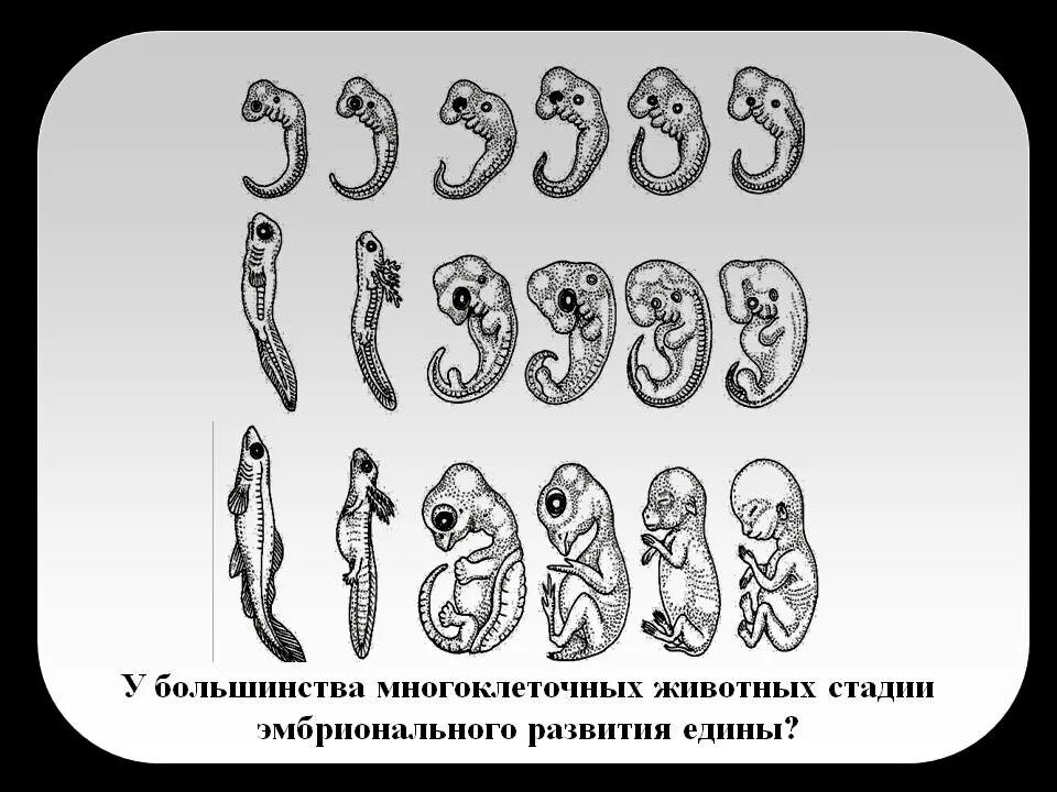 Этапы эмбрионального развития животных. Сходство начальных стадий эмбрионального развития позвоночных. этапы эмбрионального развития многоклеточных животных. стадии эмбрионального развития многоклеточных животных. стадии развития многоклеточного животного.