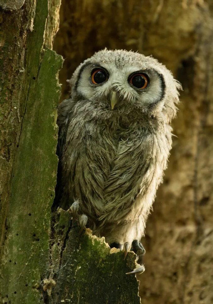 Пугающая сова. Домашняя сова. сова пугает. зрачок совы. white faced owl.