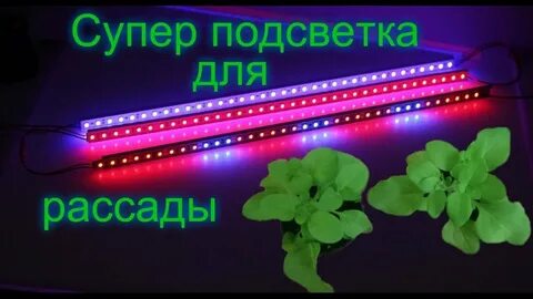 Таймер для рассады