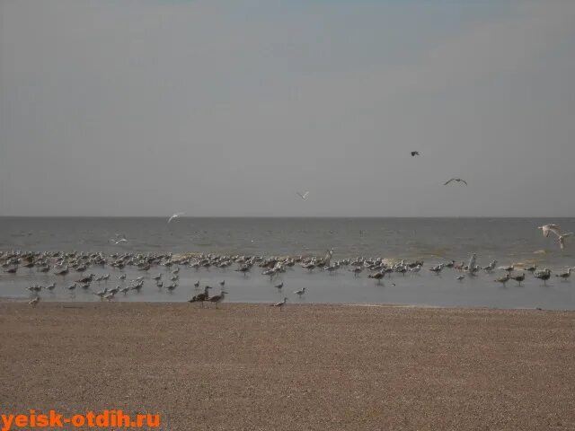 Шабельское азовское море пляж. Сазальникская коса. Шабельское краснодарский край на карте. Погода шабельское на 14. Шабельское.