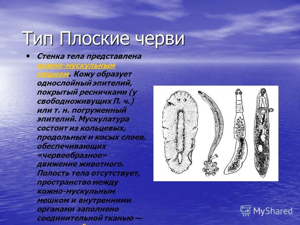 Плоские черви представители. Тип плоские черви класс ленточные представители. Тип плоские черви класс сосальщики. Тип передвижения плоских червей. Тип передвижения плоских червей.