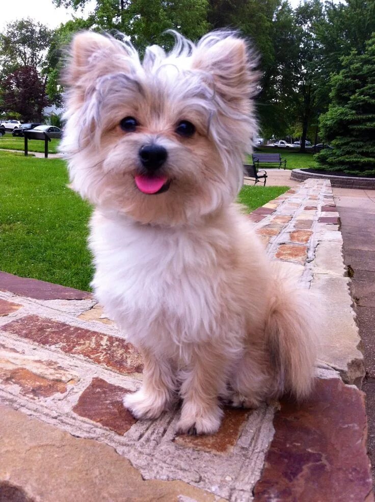 Small Dog, Big Personality: Meet the Adorable Pomapoo - K9 Web