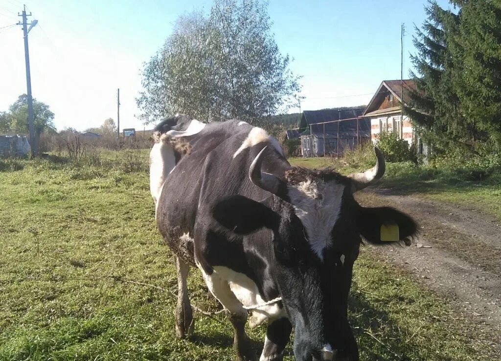 Купить корову в нижегородской. Нижегородские коровы. Продаётся стельная корова. Стельные коровы в Чертковском районе. Новгород корова.