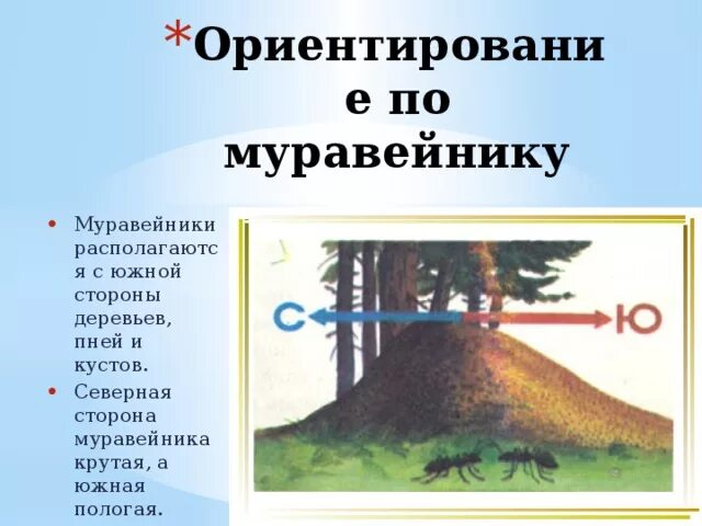 Сторона муравейника. Ориентирование по муравейнику. Ориентирование на местности по муравейнику. Ориентирование по местности по муравейнику. Ориентирование по муравейнику в лесу.