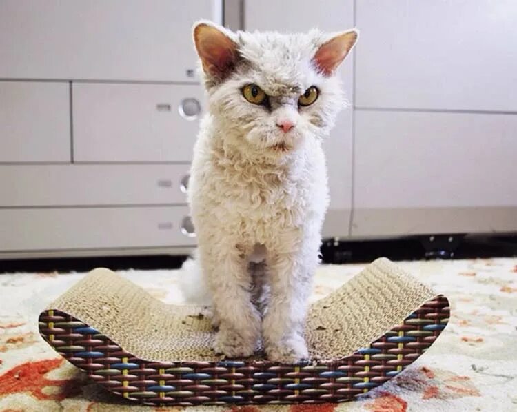 Терпеливый кот. Усталый кот. Терпеливая кошка. Котики смешные. Мама кошка.