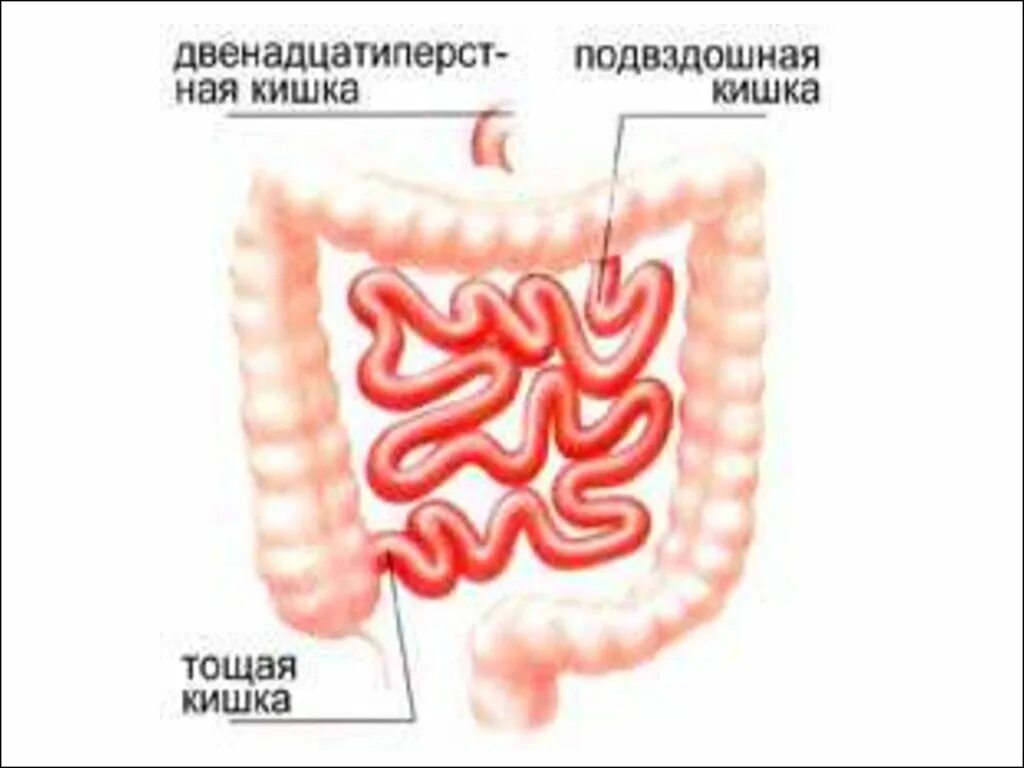 Подвздошная кишка. Тощая и подвздошная кишка строение. Тощая кишка это тонкий кишечник. Кишечник человека тощая кишка. Тощая и подвздошная кишка анатомия человека.