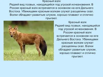 Волк тип питания