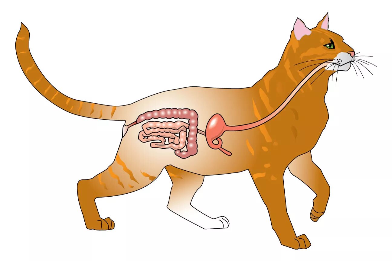 Тг канал животные. Система пищеварения кошки. Пищеварительная система кошки анатомия. Пищеварительный тракт кошки. Пищеварительная система кошки схема.
