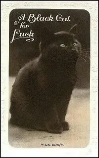 Lucky a big black cat went
