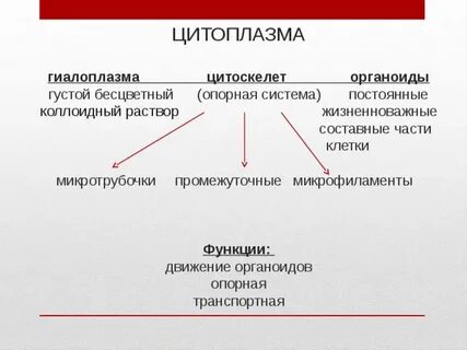 Цитоплазма функции органоида