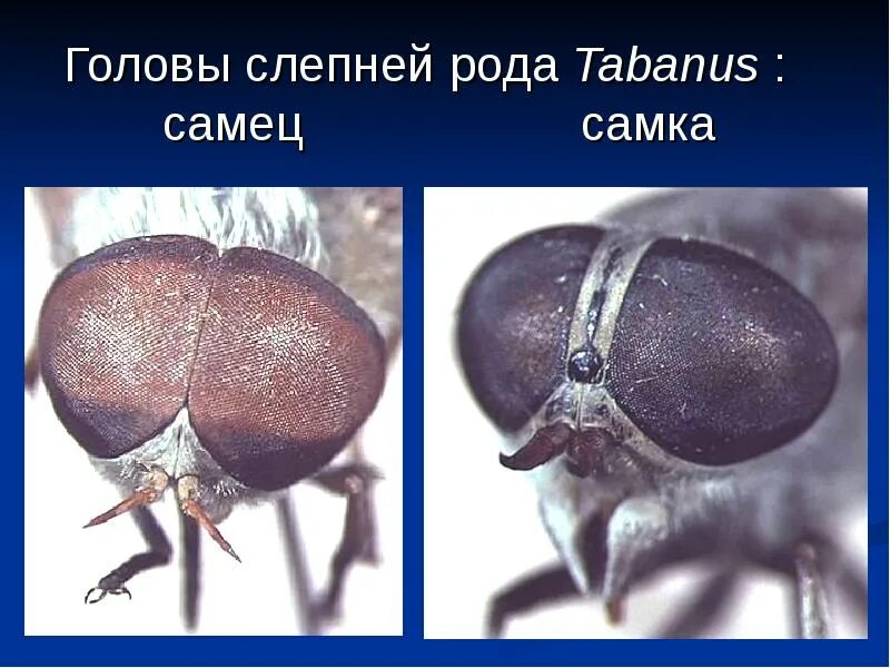 Муха добсона. Муха самец и самка как отличить. Муха самец и самка как отличить. Как будет муха мужского рода. Муха цеце возбудитель заболевания.