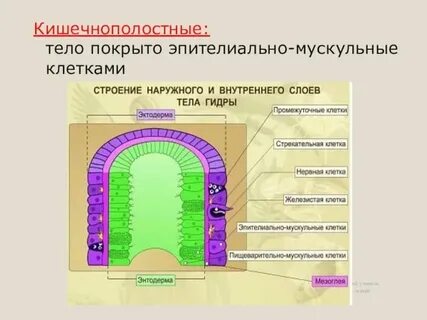Слой тела эпителиально мускульные клетки