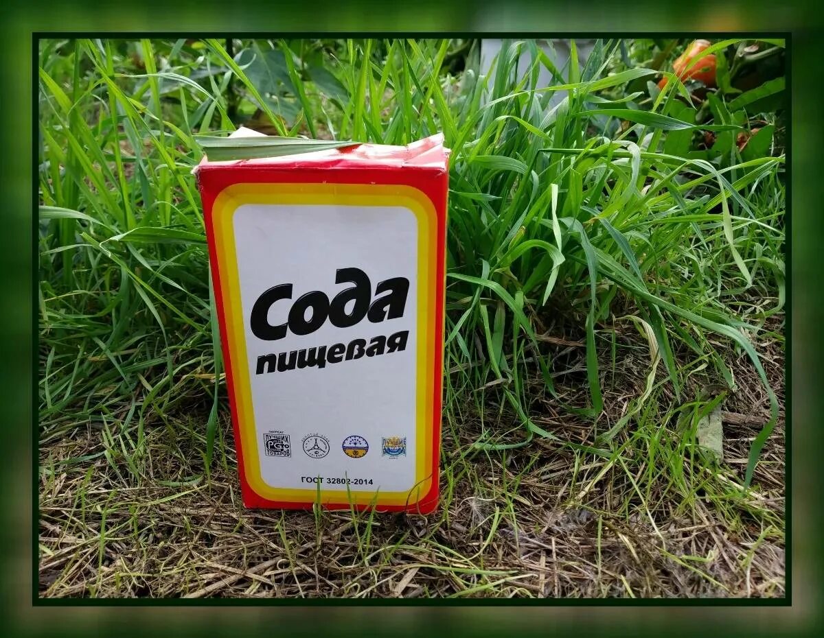Сода пищевая от сорника. Сад огород применение соды. Пищевая сода для сада. Сода пищевая для огорода. Сад огород применение соды.