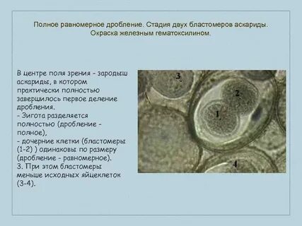 Стадия 2 клеток