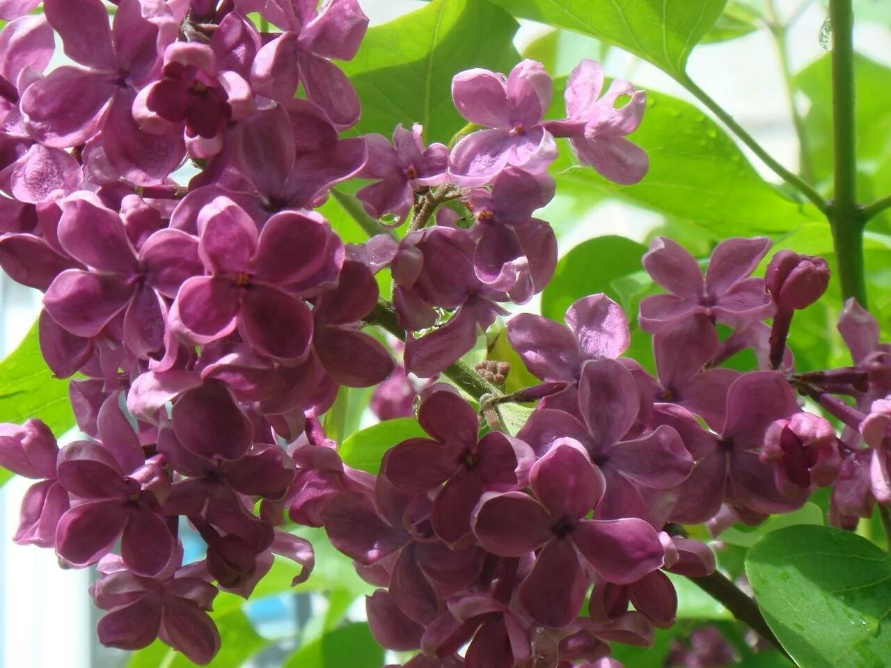 Сирень Персидская (Syringa persica). Карликовая Персидская сирень. Сирень гибридная дарк Пурпл. Сирень особенности