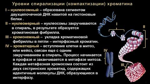 Содержит хроматин