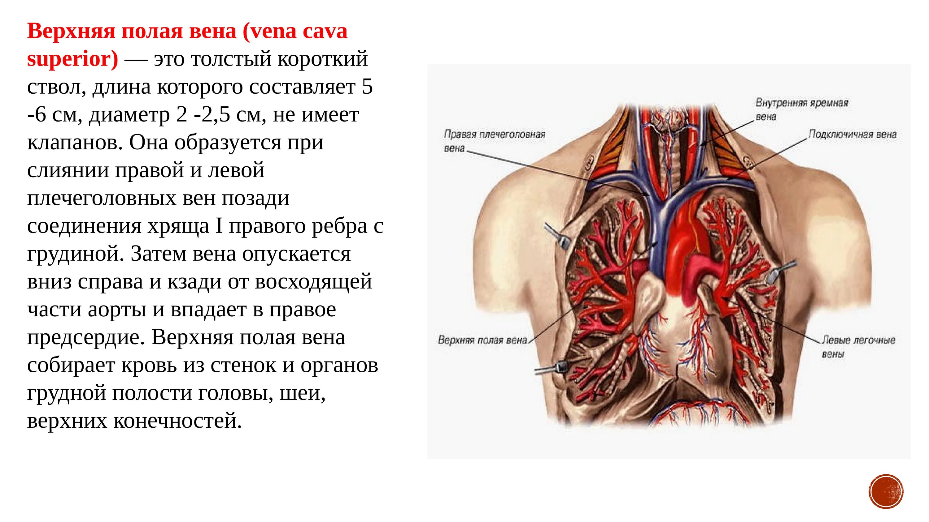 Две верхние полые вены. Верхняя полая Вена топография притоки. Система верхних и нижних полых вен анатомия. Верхняя полая Вена топография функция. Анатомия плечеголовной вены.