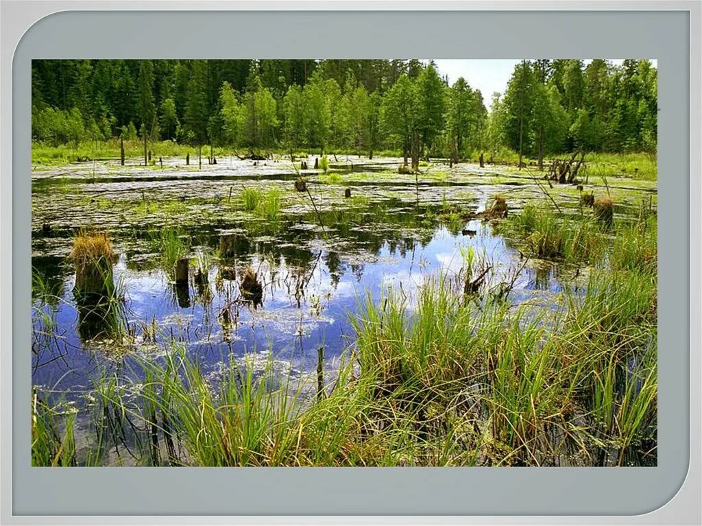 В исследованной воде из местного болота. Болота Полесья Беларуси. Пинские болота в Белоруссии. Беларусь заповедник лес болото. Белоруссия болота заповедник.