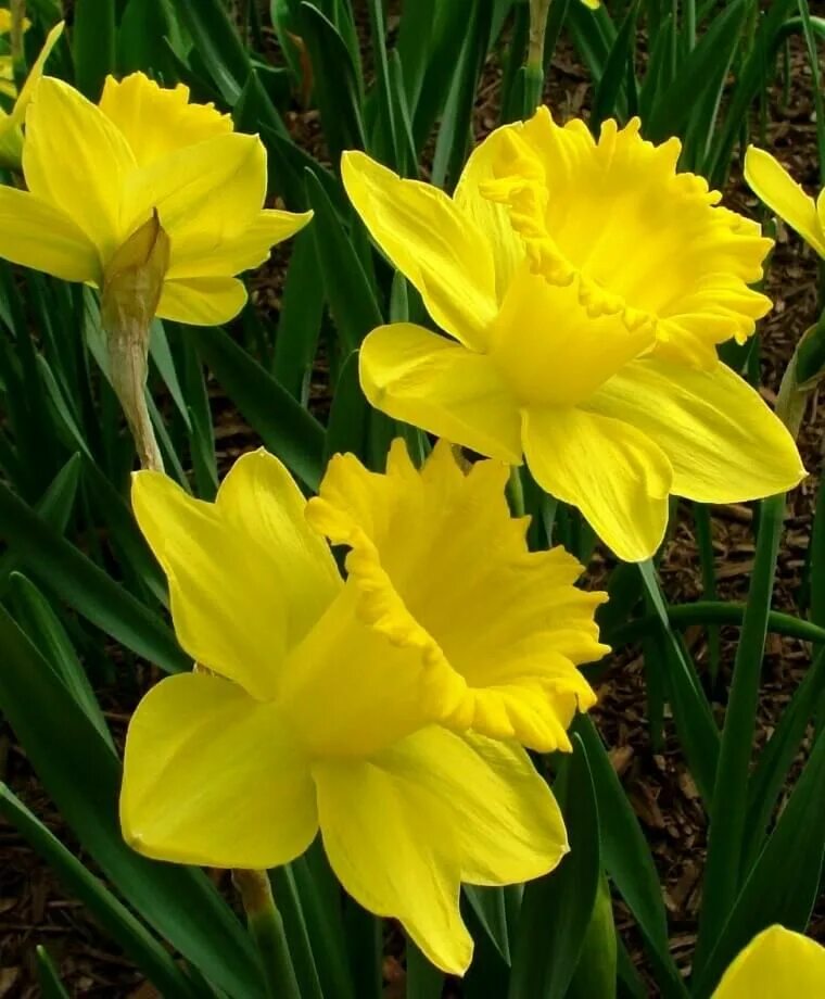 Нарцисс Корниш Кинг. King Daffodil Нарцисс. Луковицы цветов нарциссов