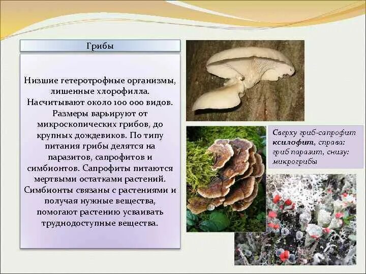 Трутовик сапрофит. Гетеротрофное питание грибов. По типу питания грибы делятся на. Тип питания грибов.