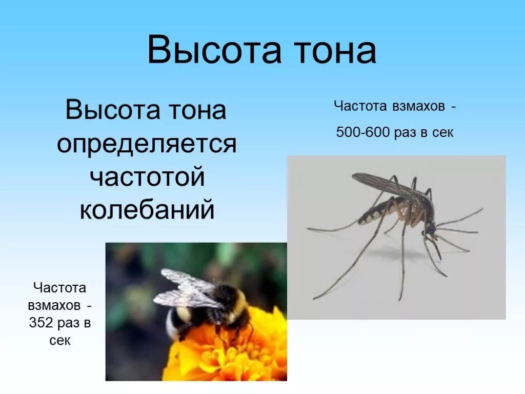 Частота взмаха крыльев шмеля. Высота звука. Высота тона. Высота тона и высота звука. Громкость звука и высота тона физика.