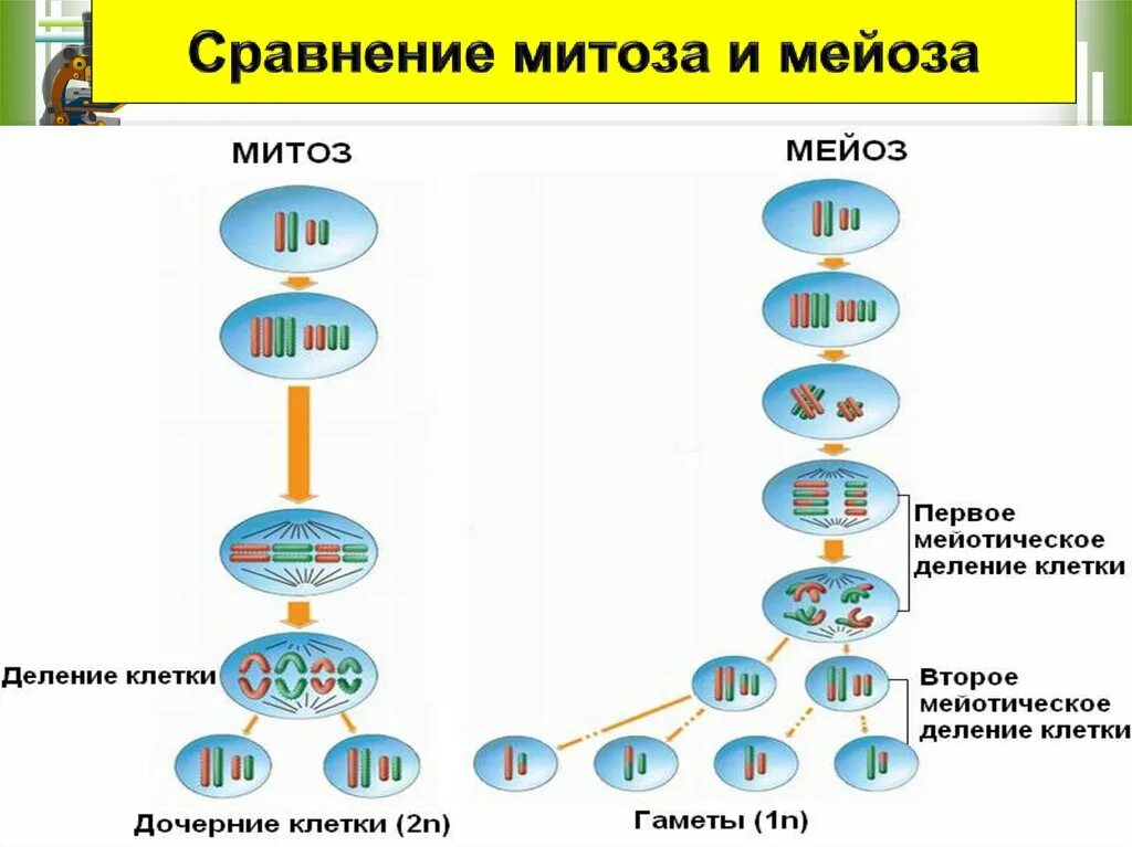 Мейозом делятся споры