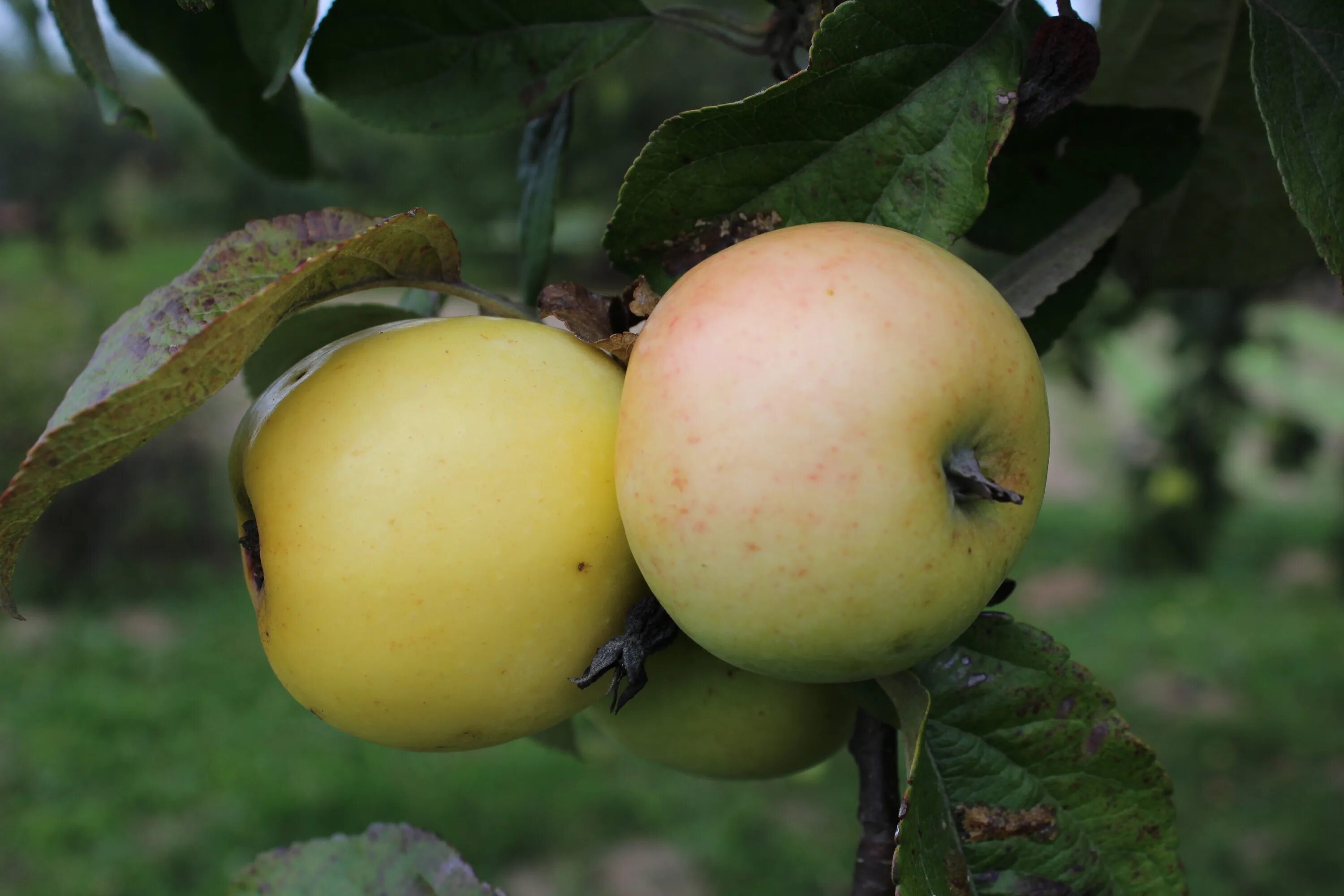 сорт яблони антоновка. сорт яблок антоновка десертная. яблоня сорт антоновка обыкновенная. яблоня сорт антоновка десертная. сорт яблони антоновка.