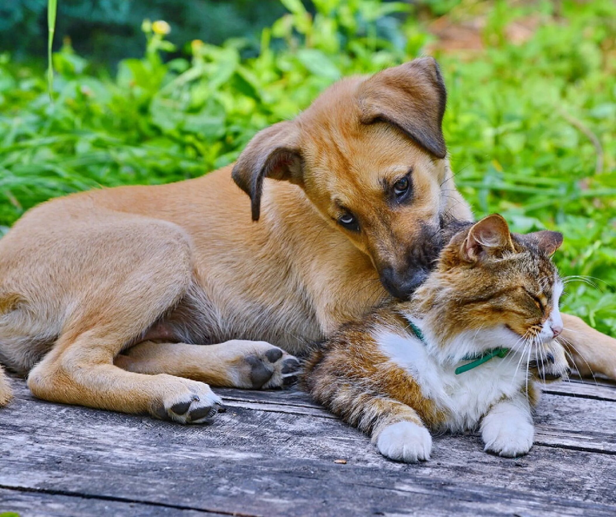 Dog and cat playing. Собака и кошка вместе. Необычная Дружба животных. Дружные собаки. Дружба кошки и собаки.