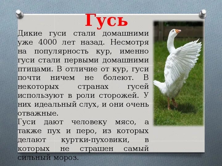 Сообщение про гуся. Доклад про гуся. Гусь для презентации. Сообщение о домашней Гусь. Почему гуси стали садиться на барку