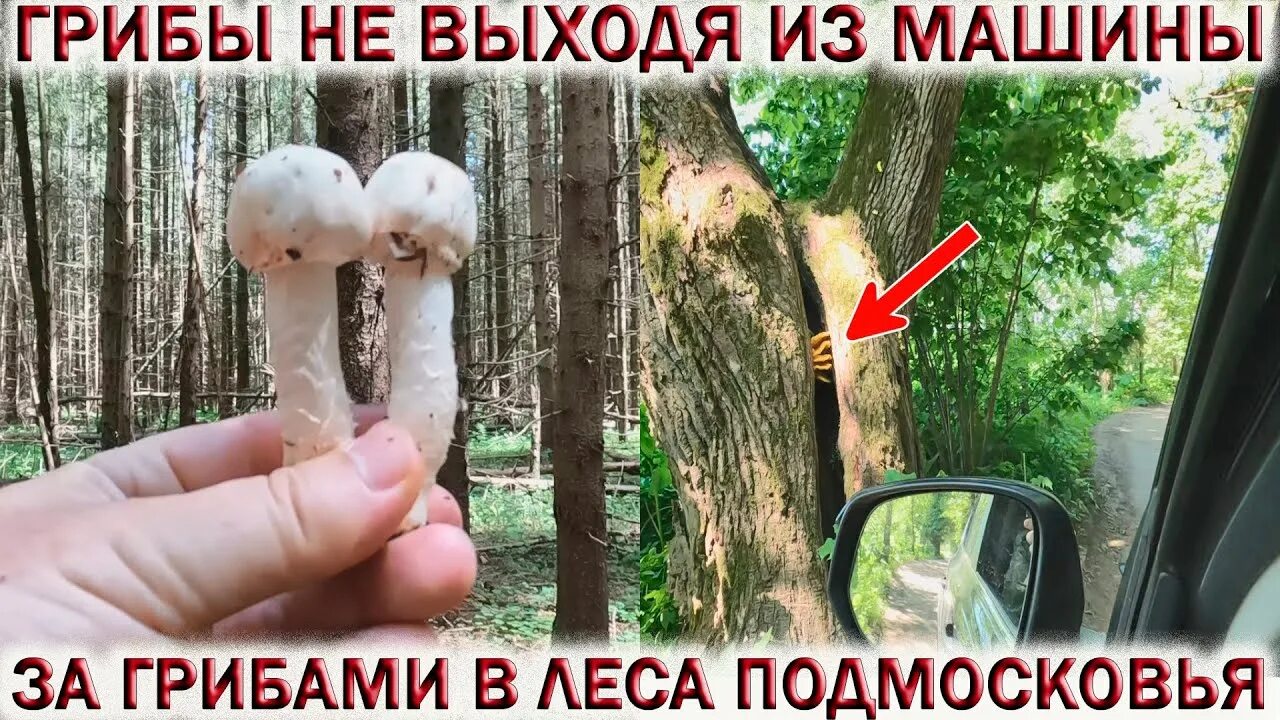Какие есть грибы в лесу сейчас подмосковье. Грибы в подмосковье 2025. группы грибников в подмосковье. грибы в июне. июньские грибы.