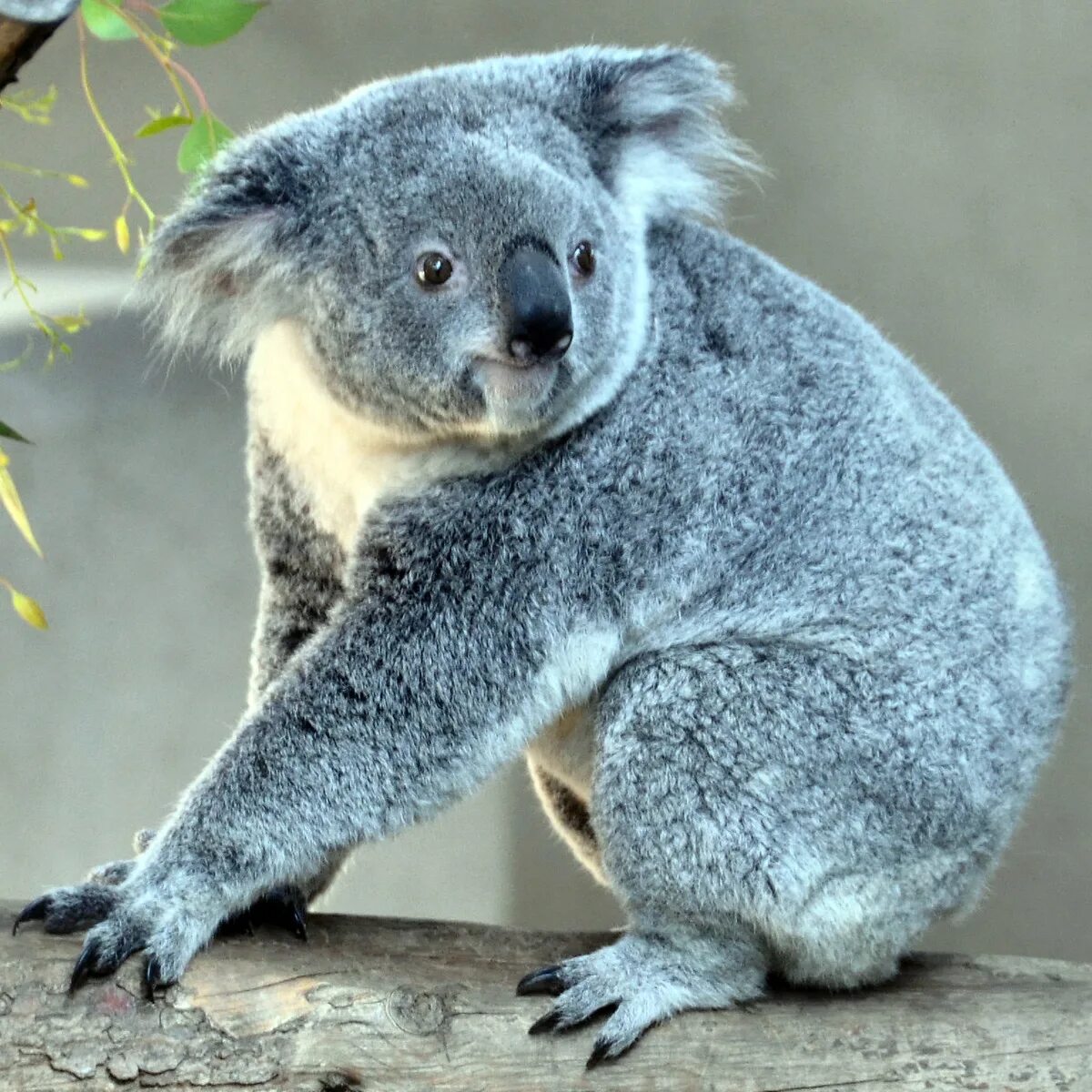Коала цвет. Коала. Коала хвост. Мишка коала. Серая коала.