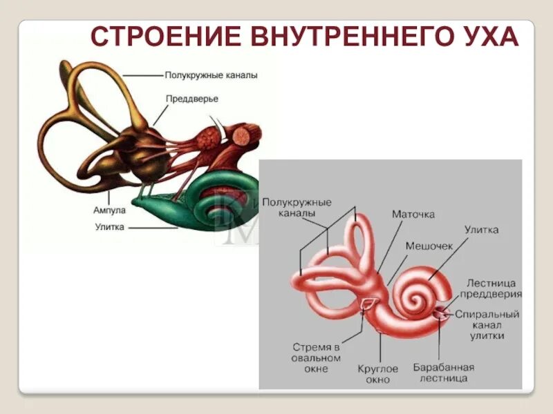 Строение и функции внутреннего уха. Внутреннее ухо строение и функции. Строение внутреннего уха человека анатомия. Внутреннее ухо преддверие функции. Внутреннее ухо 8