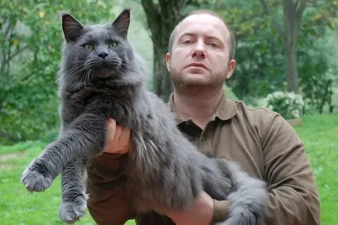 Люди большие коты