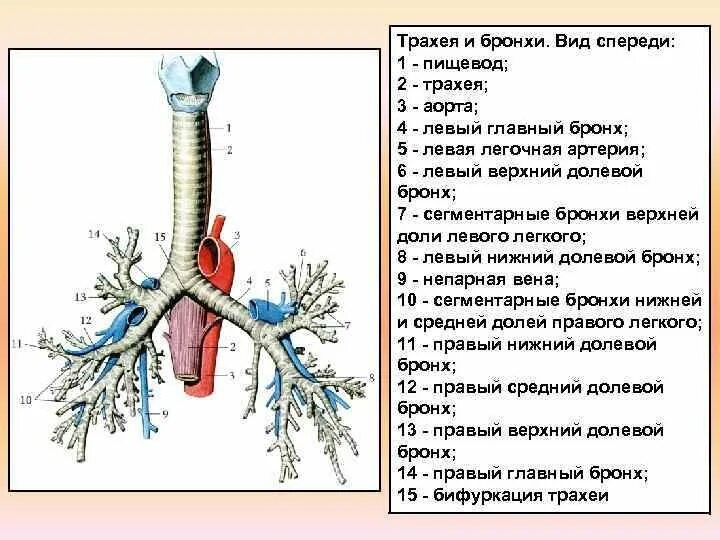 Строение трахеи. Трахея и бронхи вид спереди. Где бронхи спереди. Топография трахеи спереди.