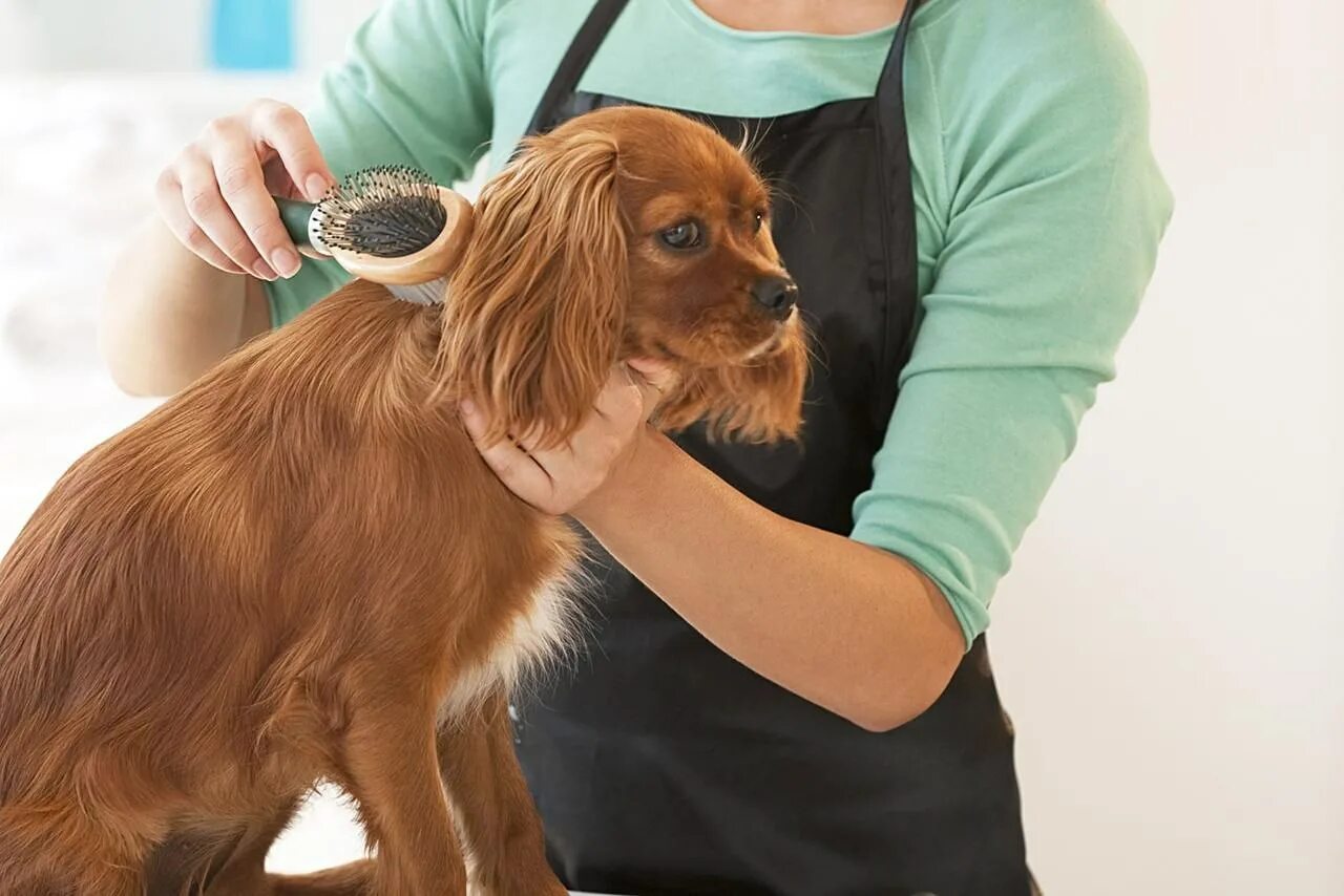 Груминг. Dog grooming. Груминг салон. Грумминг собак. Dog grooming.