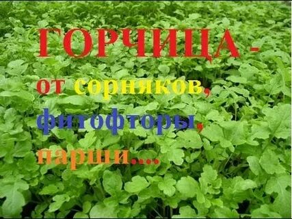 Сидераты от фитофторы