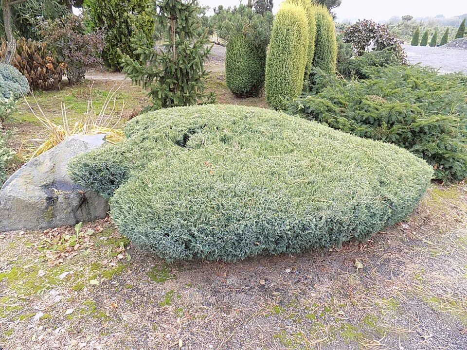 можжевельник скальный арнольд. можжевельник обыкновенный ягоды. можжевельник. Juniperus virginiana eastern red-cedar. арча можжевельник.