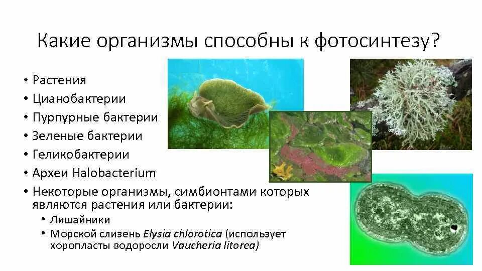 Какая среда жизни населена бактериями грибами водорослями. Организмы способные к фотосинтезу. Какие организмы способны к фотосинтезу. Какие растения способны к фотосинтезу. Организм который способен фотосинтезировать.