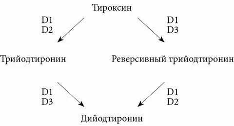 Тироксин метаболизм