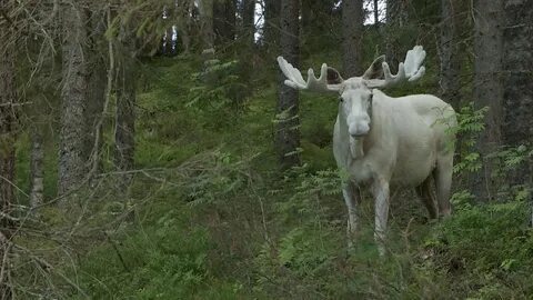 Белый лось