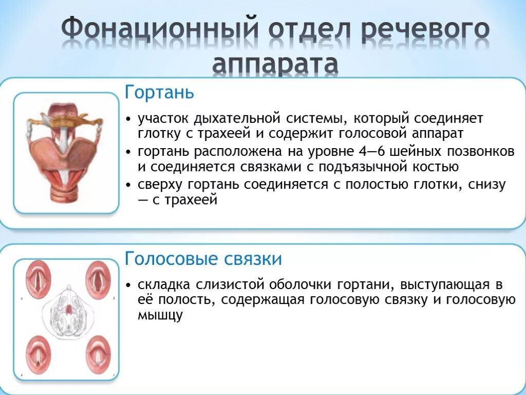 Отделы голосового аппарата. Голосовой отдел речевого аппарата строение. Центральный и периферический отделы речевого аппарата. Строение периферического отдела речевого аппарата.