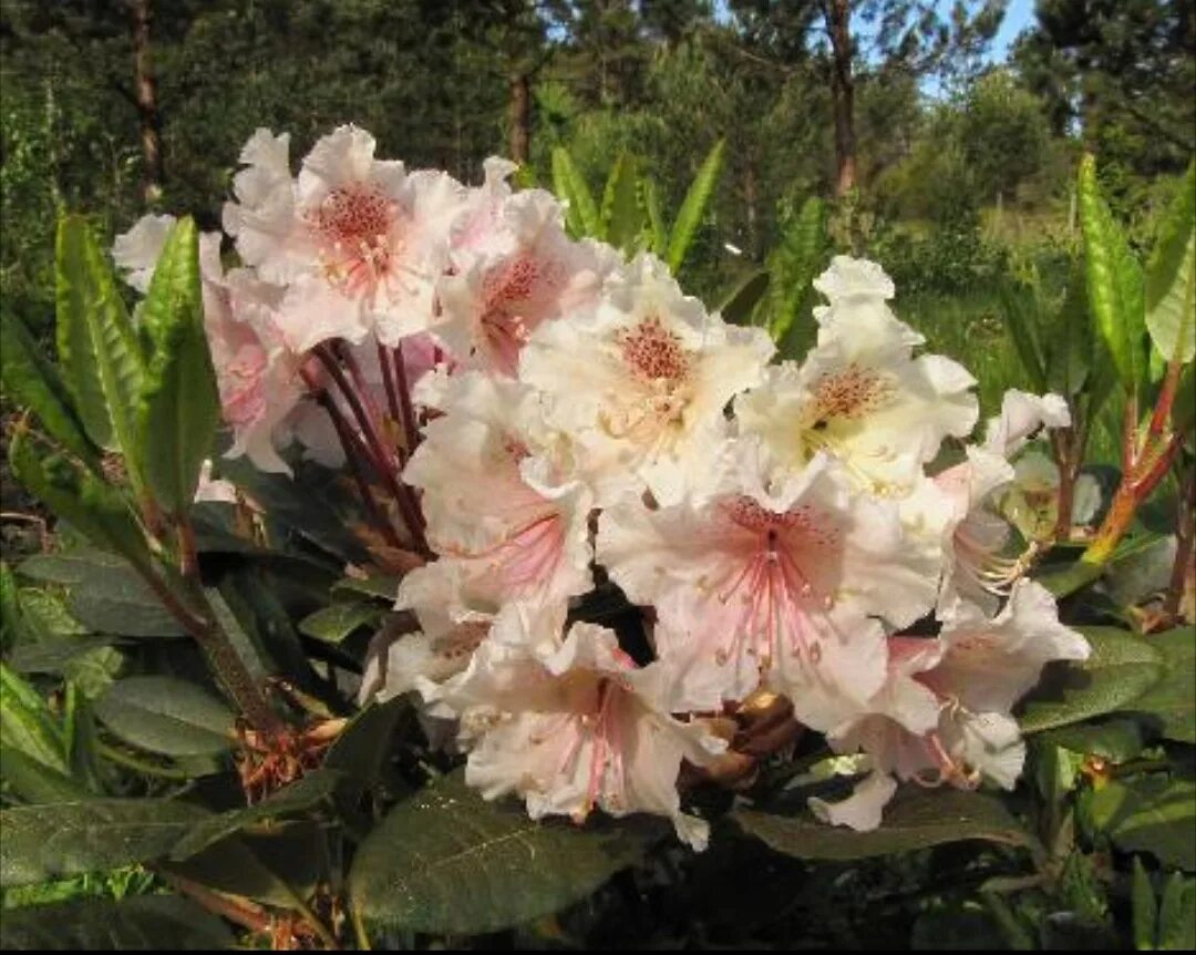 рододендрон юниверсити. рододендрон гибридный haaga. рододендрон гибридный erato. рододендрон франческа. рододендрон гибридный кристиан кьют.