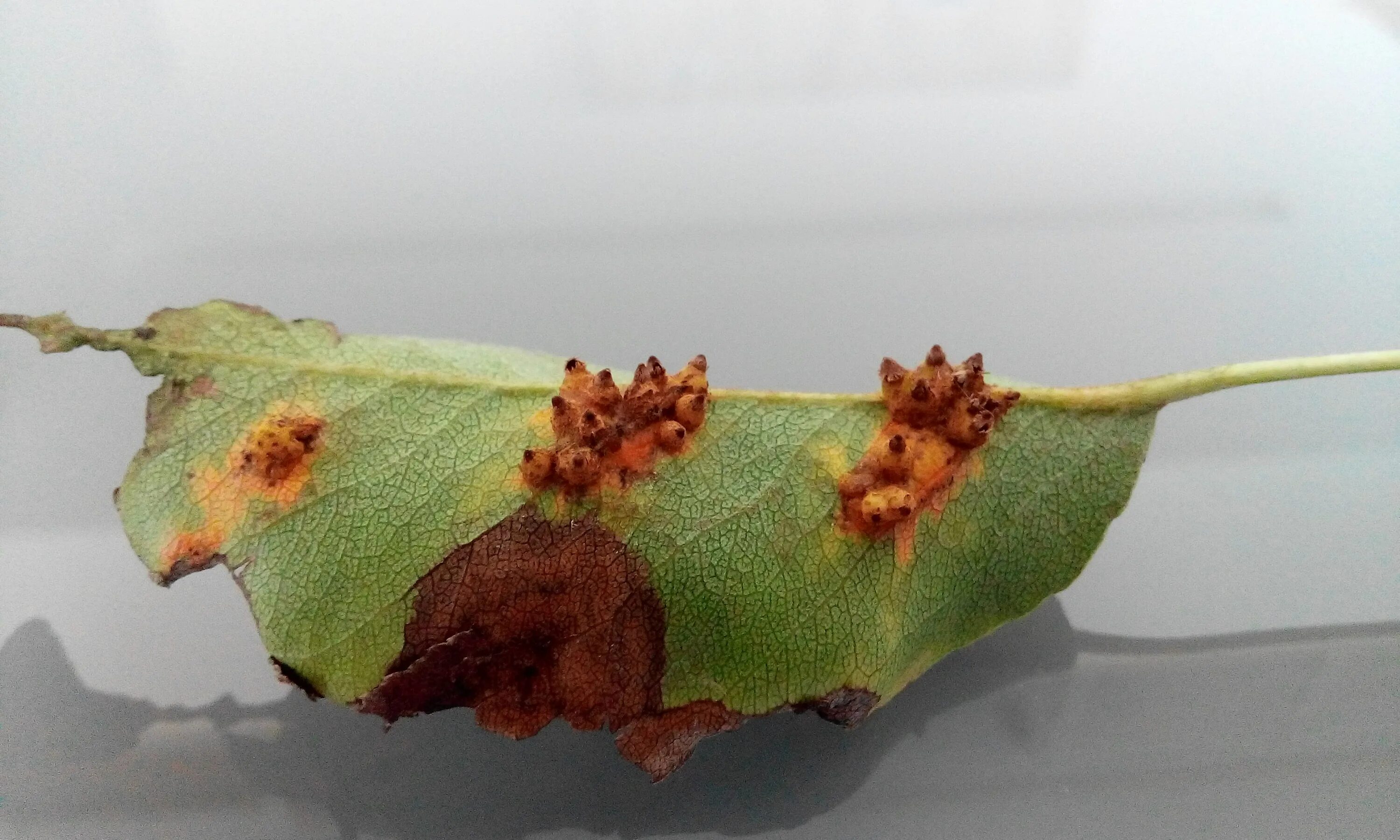 Как лечить болезни листьев болезнь. Как лечить болезни листьев болезнь. Аскохитозная пятнистость роз. Черная бактериальная пятнистость перца. Черной пятнистости и мучнистой росы.