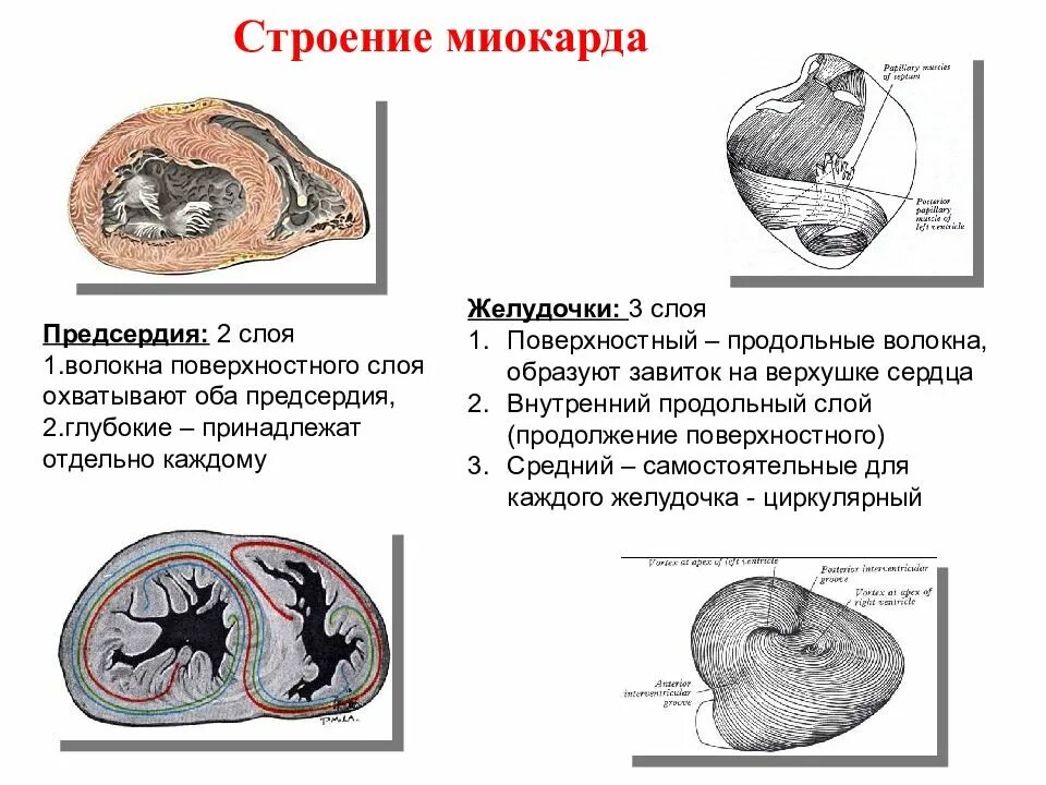 Стенки предсердий и желудочков. Слои миокарда предсердий и желудочков схема. Строение миокарда желудочков. Строение миокарда сердца. Строение миокарда предсердий.