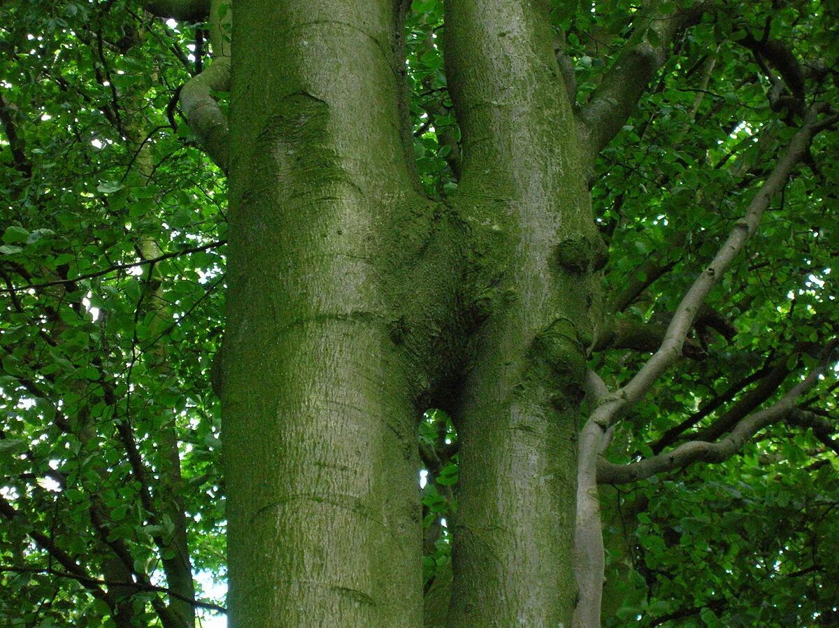 Дерево бук фото и описание. Бук Восточный – Fagus orientalis. Бук городчатый. Бук Северной Америки. Бук Европейский.